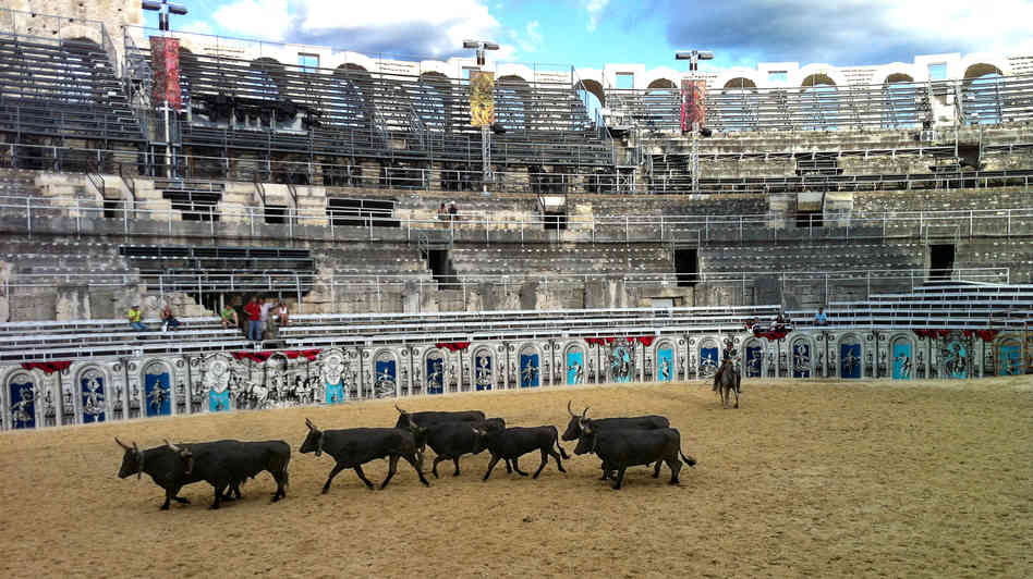 Bulls in Roman Arena in Arles