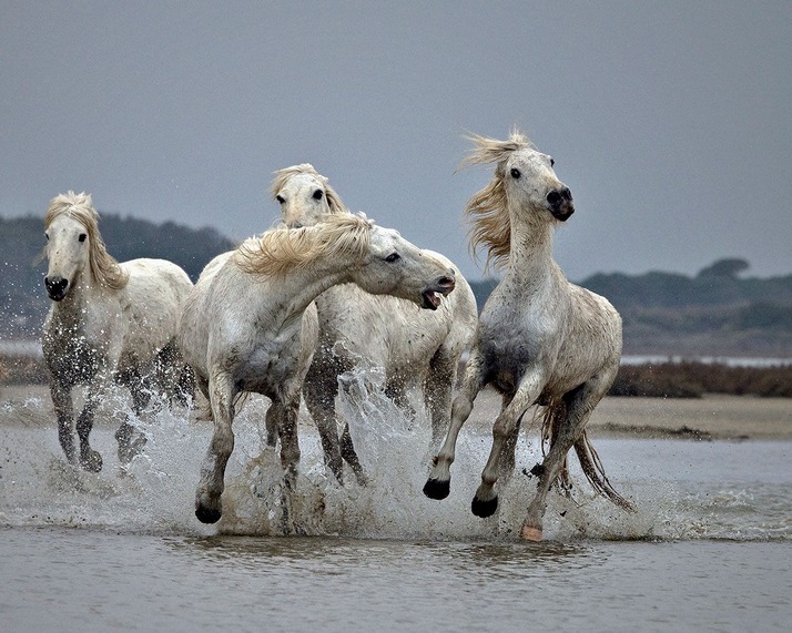 Camargue Horses-1